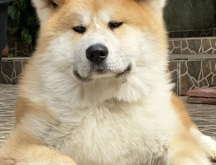 Yakışıklı Akita Eş Arıyor 1 Yaşında - 118964284