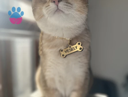 British Shorthair Oğluma Eş Arıyorum