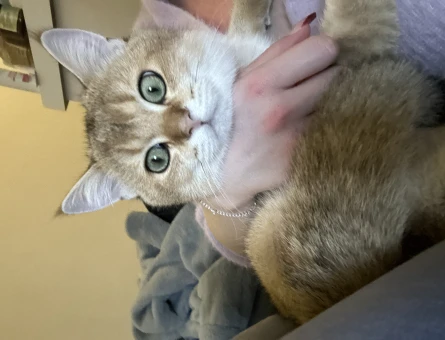 British Shorthair Oğluma Eş Arıyorum - 118964289