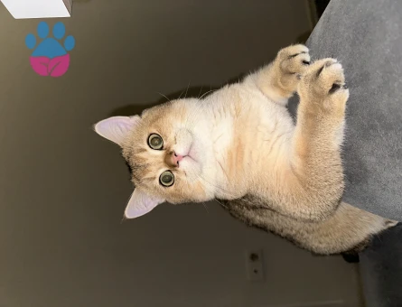 British Shorthair Oğluma Eş Arıyorum