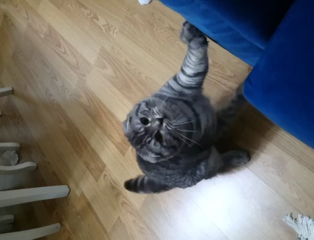 Scottish Fold 1 Yaşında Kedime Eş Arıyorum - 118964291