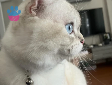 Scottish Fold Oğluma Eş Arıyorum 1 Yaşında