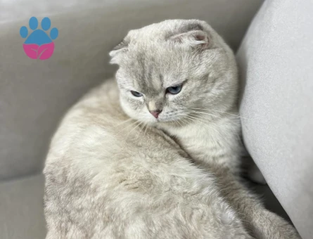 Scottish Fold Oğluma Eş Arıyorum 1 Yaşında