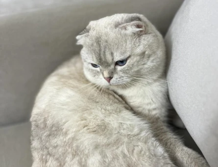 Scottish Fold Oğluma Eş Arıyorum 1 Yaşında - 118964293