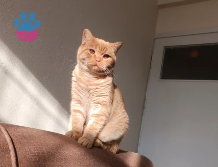 Kendim kizginlikta eş ariyorum