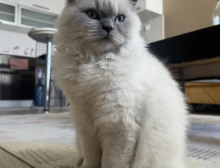 British Blue Point Longhair kızımıza eş arıyoruz. - 118975809