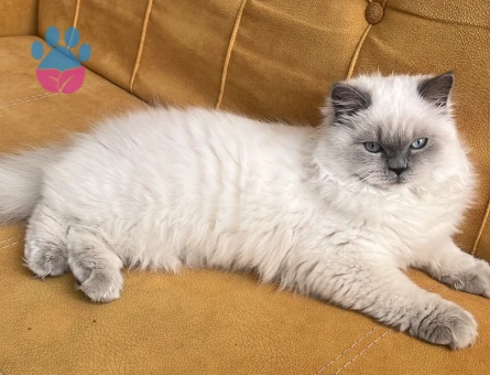 British Blue Point Longhair kızımıza eş arıyoruz.