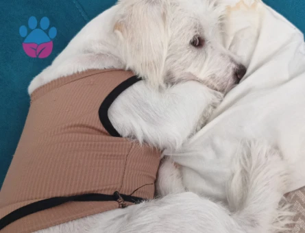 Yakışıklı oğluma eş arıyorum