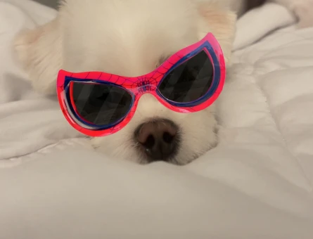 Köpeğim çeroğa eş arıyoruz - 118975814