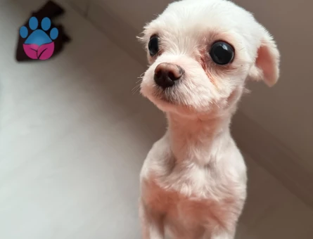 Köpeğim çeroğa eş arıyoruz