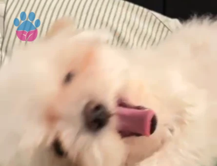 Köpeğim çeroğa eş arıyoruz