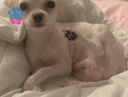 Köpeğim çeroğa eş arıyoruz