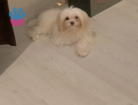 Köpeğim çeroğa eş arıyoruz