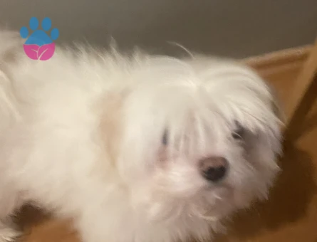 Köpeğim çeroğa eş arıyoruz