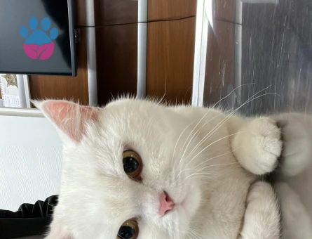 1.5 yaşına yaklaşmış british shorthair dişi kedi