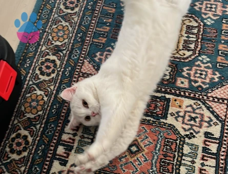 1.5 yaşına yaklaşmış british shorthair dişi kedi