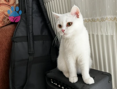 1.5 yaşına yaklaşmış british shorthair dişi kedi