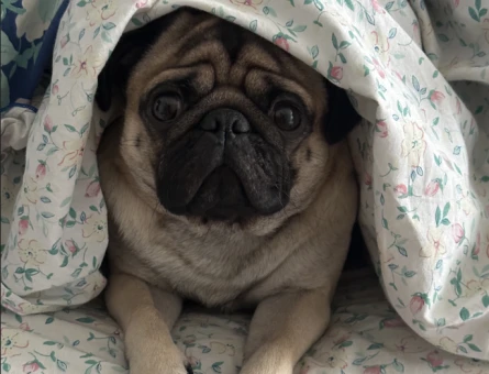 Oğluma dişi pug eş arıyorum - 118975818