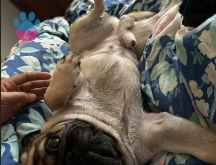 Oğluma dişi pug eş arıyorum