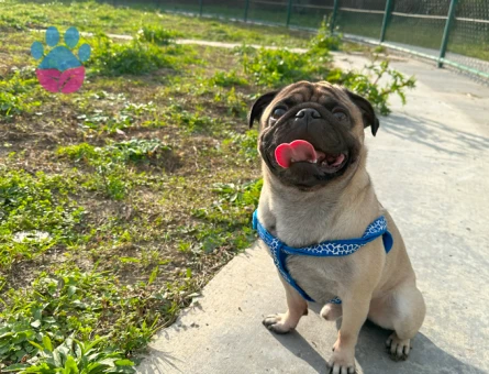 Oğluma dişi pug eş arıyorum