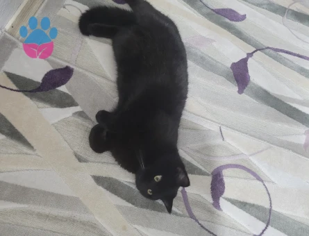 Erkek kedim guzel bir eş ariyorum