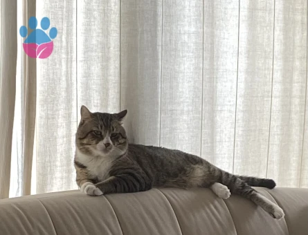 İstanbul erkek tekir kedimin ilk çiftleşmesi için ilan