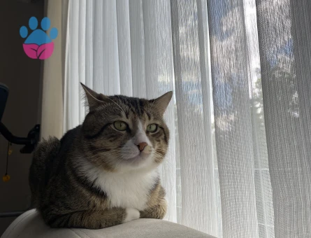 İstanbul erkek tekir kedimin ilk çiftleşmesi için ilan