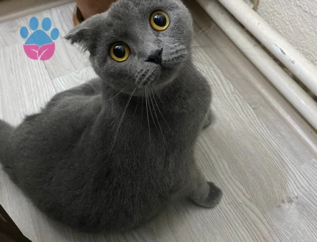 Scottish Fold Kızıma eş arıyorum