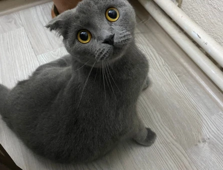 Scottish Fold Kızıma eş arıyorum - 118983084