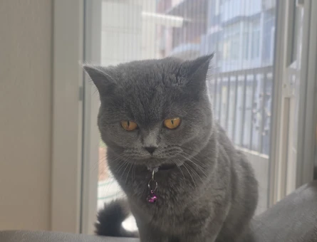British Shorthair Kızıma Erkek kedi arıyoruz - 118983088