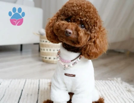 Teacup Kore 1.400 gr Oğlumuz