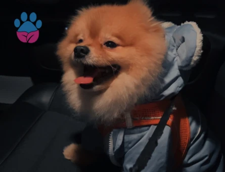 Oğlumuza eş arıyoruz