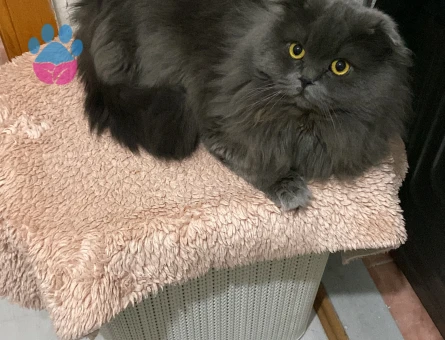 Scotish longhair Kedim Kızgınlıkta