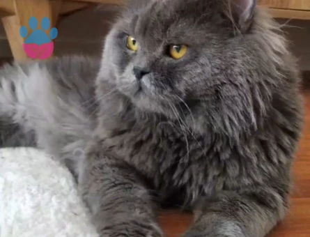 British Longhair Oğluma Dişi Kedi Arıyoruz