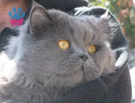 British Longhair Oğluma Dişi Kedi Arıyoruz