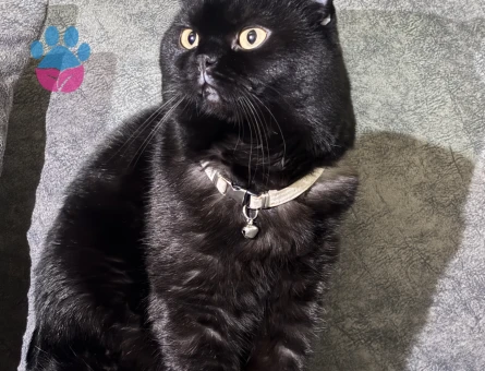 British Shorthair Oğlumuza eş arıyoruz