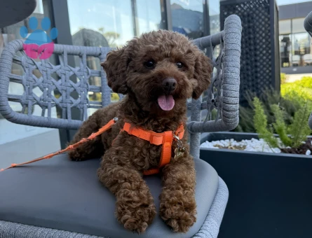 Toy poodle Kızgınlıkta  Eş Arıyor