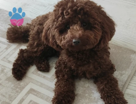 Toy poodle Kızgınlıkta  Eş Arıyor