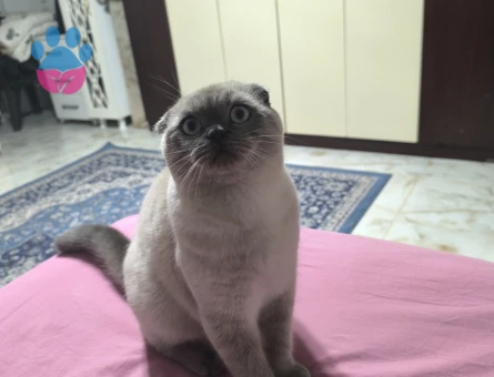 British shorthair oğlumuza eş arıyoruz