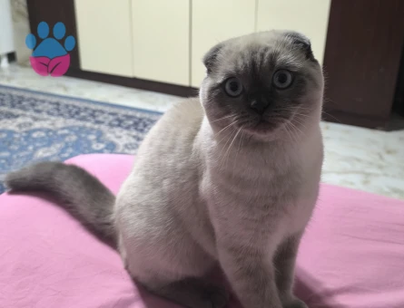 British shorthair oğlumuza eş arıyoruz