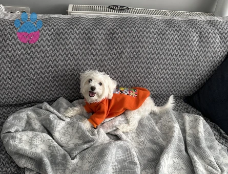 Maltese Terrier 1.5 yaş Erkek acil eş