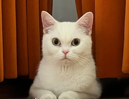 British Shorthair Kurabiye Eş Arıyor - 118966943