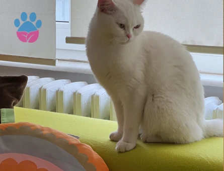 British Shorthair Kurabiye Eş Arıyor