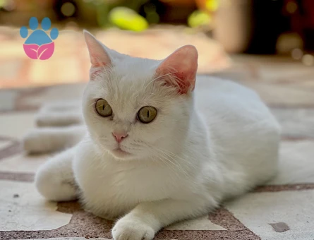 British Shorthair Kurabiye Eş Arıyor