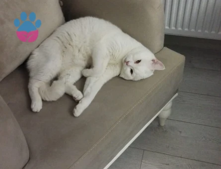 British Shorthair 1 Yaşında Eş Arıyor