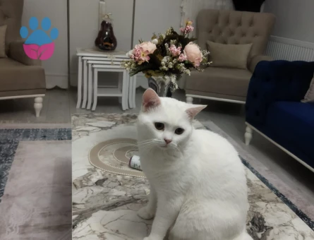 British Shorthair 1 Yaşında Eş Arıyor