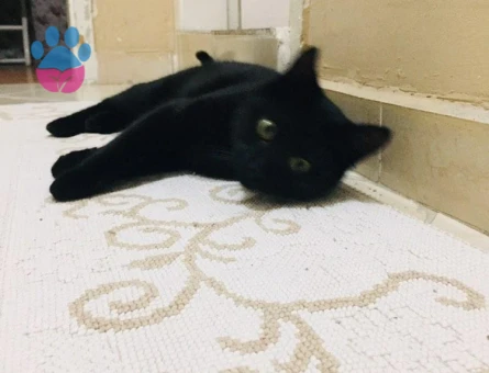 Bombay Kızıma Eş Arıyorum 1 Yaşında