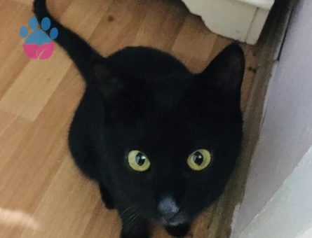 Bombay Kızıma Eş Arıyorum 1 Yaşında