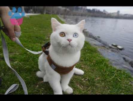 British Shorthair Yakışıklı Oğluma Eş Arıyorum