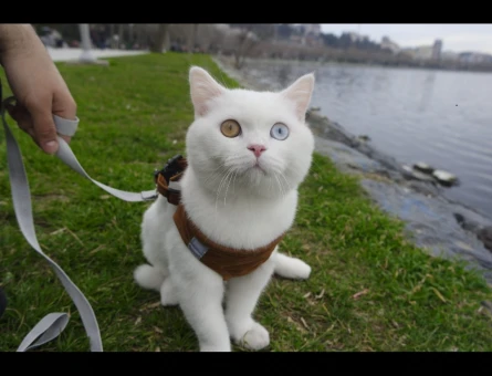 British Shorthair Yakışıklı Oğluma Eş Arıyorum - 118966986